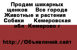 Продам шикарных щенков  - Все города Животные и растения » Собаки   . Кемеровская обл.,Кемерово г.